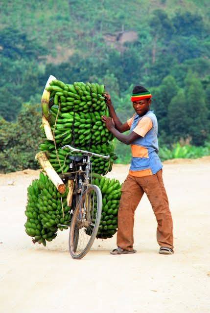 أنواع الموز إفريقيا