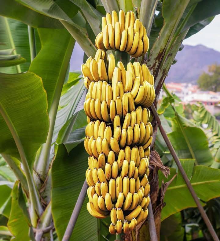 أنواع الموز إفريقيا