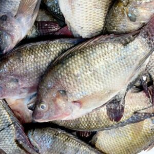 تصدير الأسماك من إفريقيا