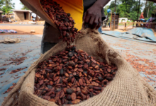Le cacao en Côte d'Ivoire