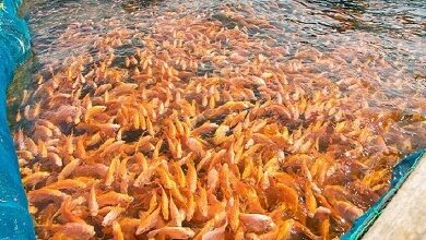 تصدير الأسماك من إفريقيا