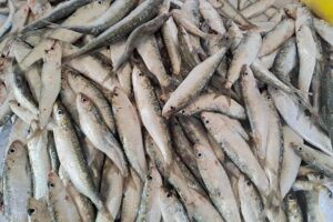 تصدير الأسماك من إفريقيا