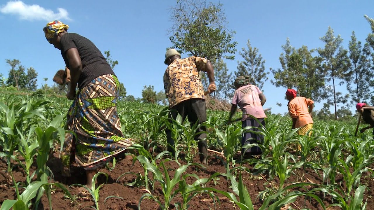 الرزاعة في رواندا