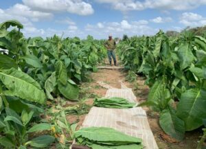 زراعة التبغ في موزمبيق