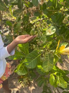 زراعة الكاجو في أفريقيا 2