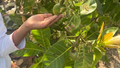 زراعة الكاجو في أفريقيا 2