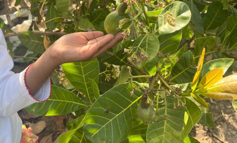 زراعة الكاجو في أفريقيا 2