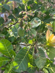 زراعة الكاجو في أفريقيا 2