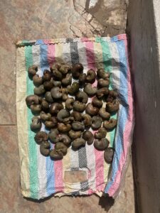 زراعة الكاجو في أفريقيا 2