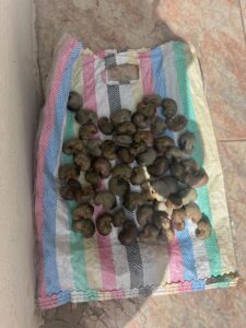 زراعة الكاجو في أفريقيا 2