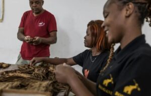 زراعة التبغ في موزمبيق