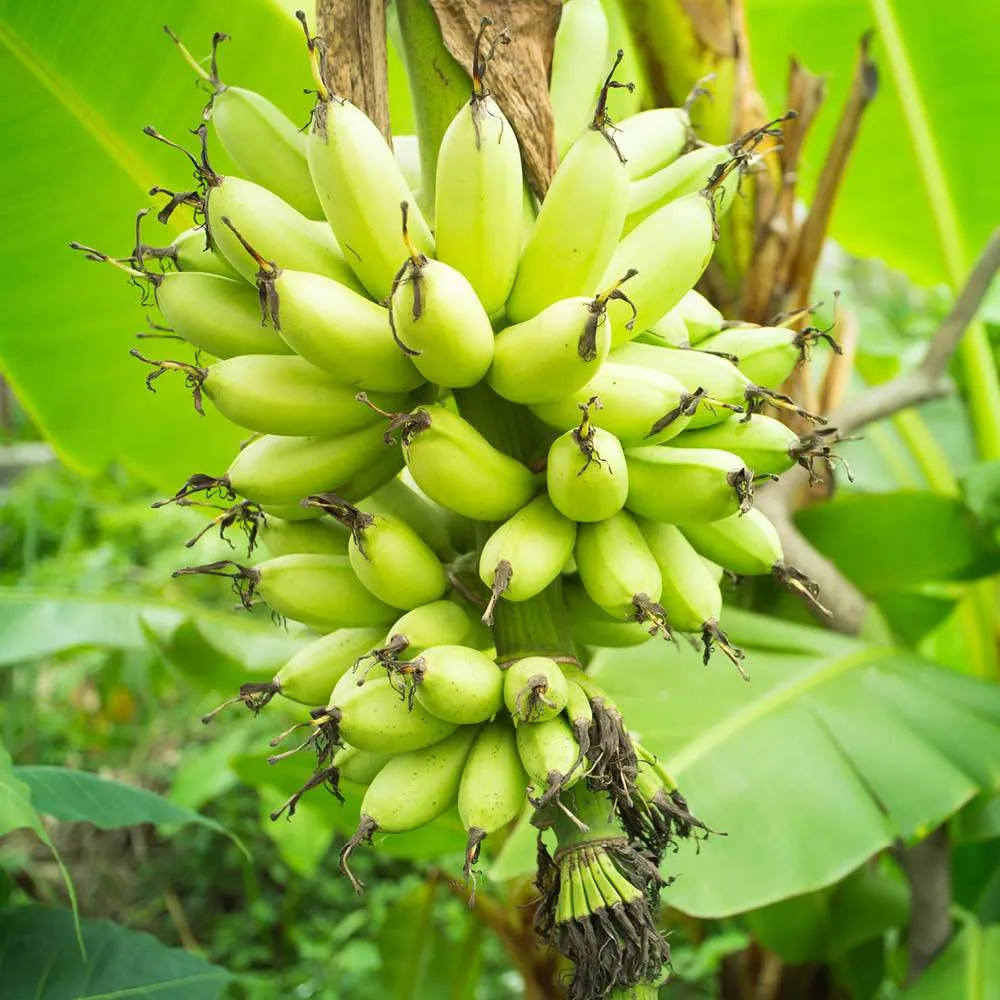 أنواع الموز إفريقيا
