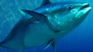 سمكة التونة