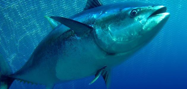 سمكة التونة