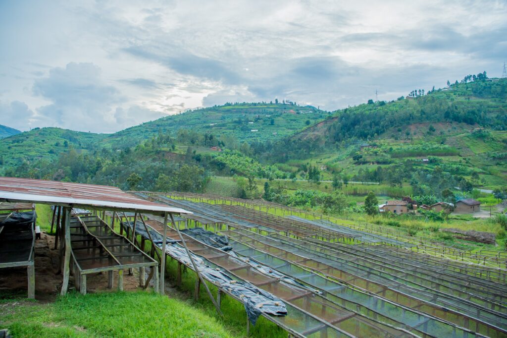 Ngororero Fully Washed