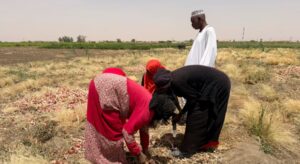 حرب إيران تهديد جديد للمحاصيل في السودان وتفاقم المجاعة