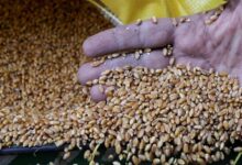 4.6 مليون طن.. مشتريات مصر من القمح المحلي تسجل مستوىً تاريخيًا