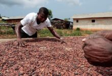 The absence of sun and cold winds threaten the cocoa crop in Ivory Coast.