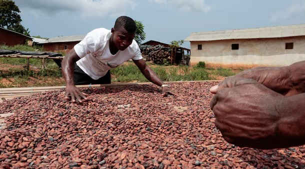 African alliance turns the tables on the chocolate industry: 4 countries intend to end the era of exporting raw cocoa
