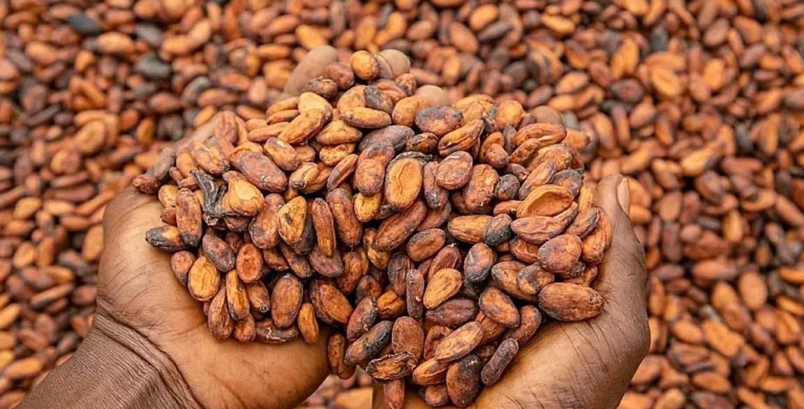 Une alliance africaine renverse le cours de l'industrie du chocolat... 4 pays envisagent de mettre fin à l'ère de l'exportation de cacao brut