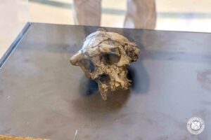 The cradle of humanity: Chad commemorates the discovery of the oldest human skull