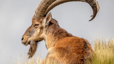 Ibex