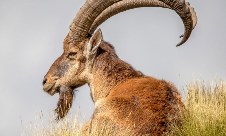Ibex