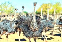 تربية النعام في بوتسوانا