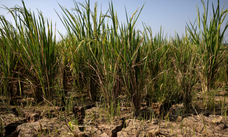 Le phénomène El Niño menace de famine aiguë 49 millions de personnes supplémentaires d'ici fin 2027.